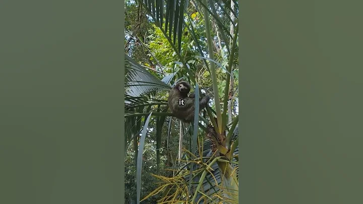 WORLD’S SLOWEST ANIMAL…AMAZING Sloth Facts! #SlothFacts #AnimalFacts #InterestingFacts #shorts