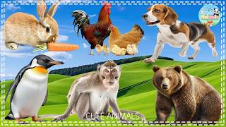 Bustling Animal World Sounds Around Us - Badger, Starfish, Owl, Tiger, Camel, Duck - Animal Sounds