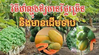 វិធីដាំល្ហុងឱ្យមានផ្លែច្រេីន និងមានដេីមទាប