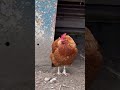 Me and the chicks