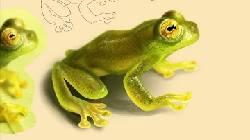 Frog 2 digital painting - Ipad pro / Procreate app