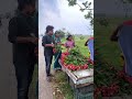 Kam Rat Re Mililaa Lichu 😳🥰 #funny #odiafunnycomedyshorts #odiacomedy #odiavolg #guluacomedynew