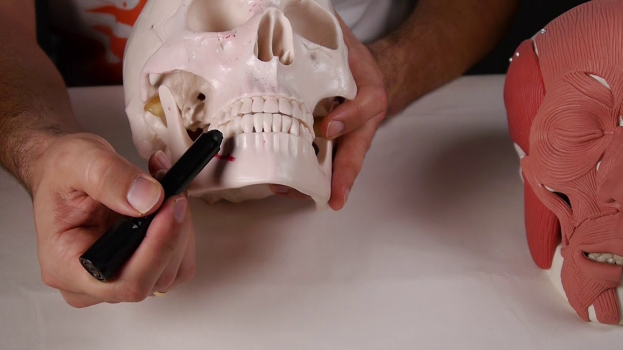 MÚSCULO DEPRESOR DEL LABIO INFERIOR YouTube