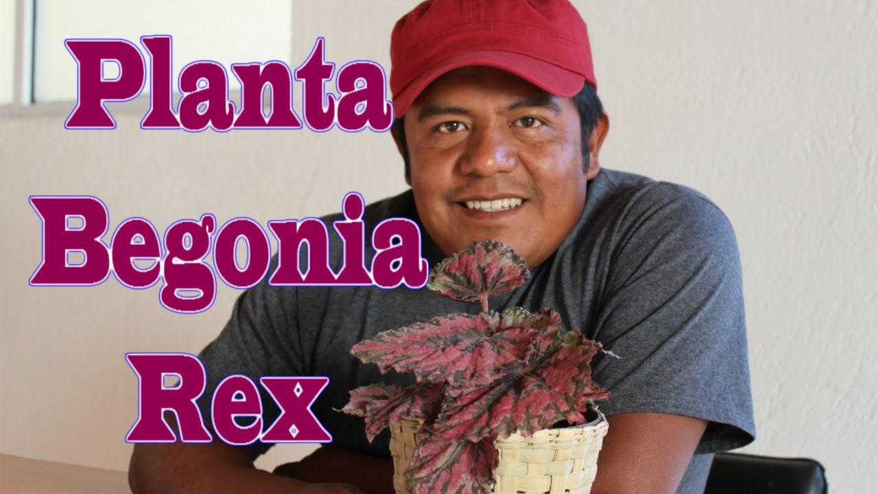 Planta Begonia Rex - YouTube