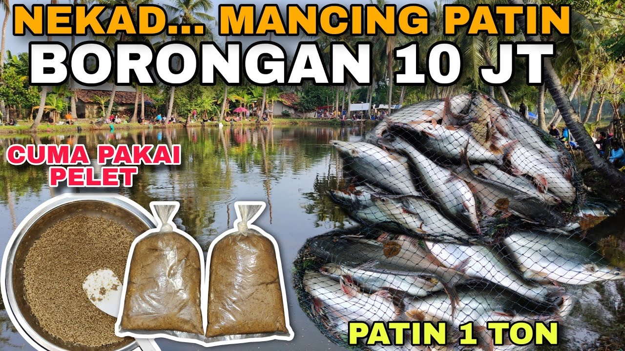 UMPAN IKAN PATIN PELET 781-2 RACIKAN PALING JITU & MURAH MERIAH