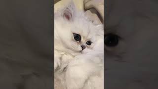 Jaspurr - Cutest Chinchilla Silver Persian Kitten