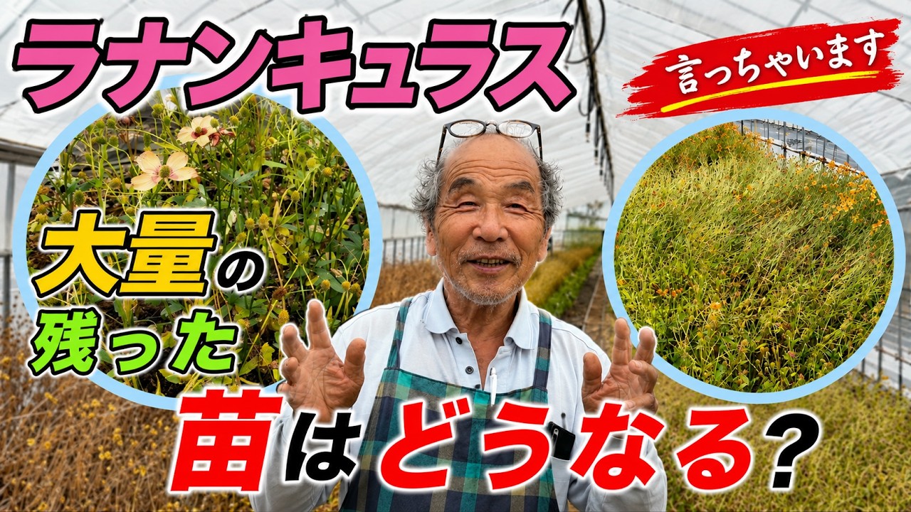 大量の残った苗はどうなる【ラナンキュラスラックス】【ランドセルシリーズ】【園芸のぶチャンネル】