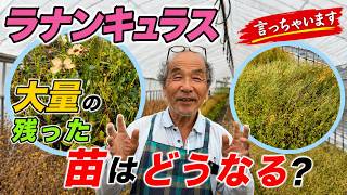 大量の残った苗はどうなる【ラナンキュラスラックス】【ランドセルシリーズ】【園芸のぶチャンネル】