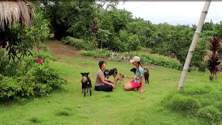 A Happy day together with my nine azkals dogs mukbang