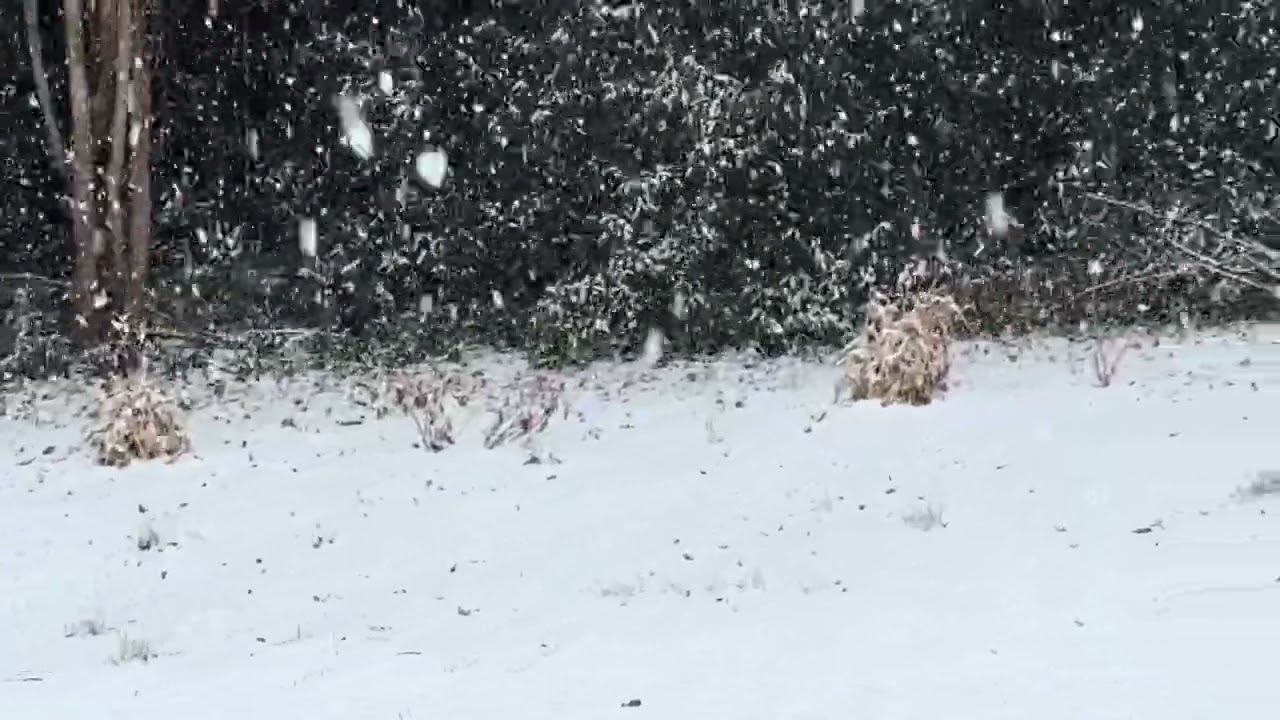 Love it! Rare snowfall in Charlotte, North Carolina. Beautiful, Lord!