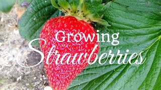 How To Grow Strawberries - Easy