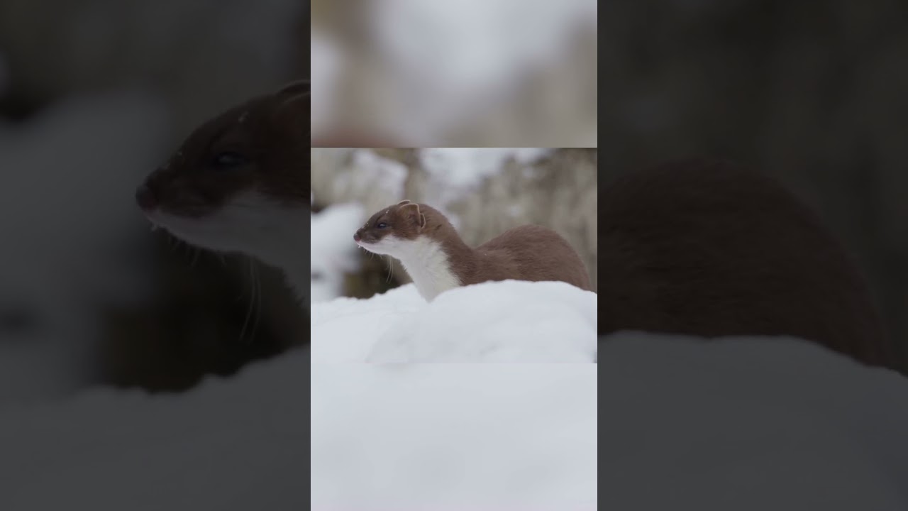 Weasels vs. Stoats: Tail Distinctions Revealed