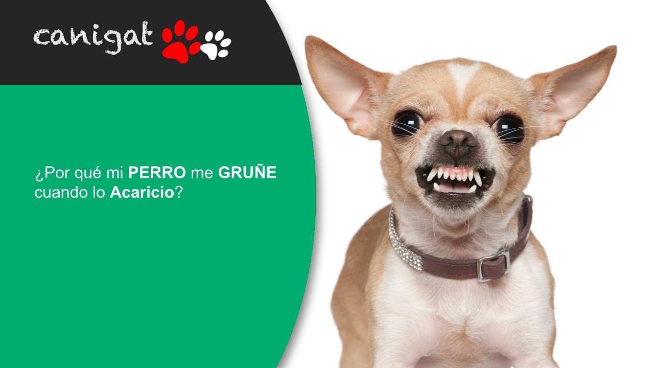 ¿Por qué mi PERRO me GRUÑE cuando lo ACARICIO? 🐶 - YouTube