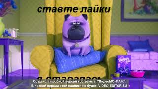 тайна домашних животных ... тайна домашних животных ...