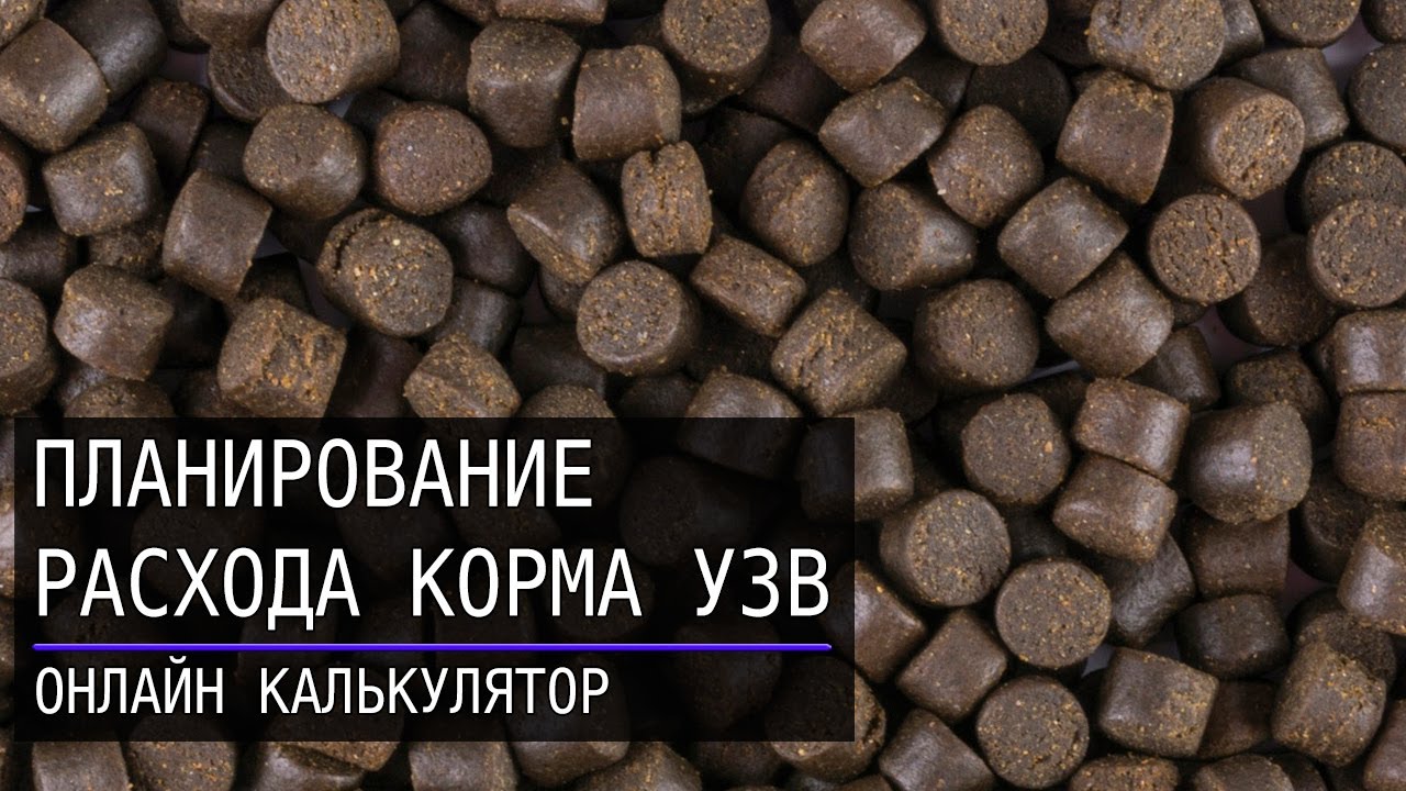 Как рассчитать количество корма для рыбы в УЗВ - YouTube
