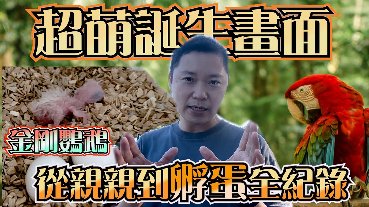 金剛鸚鵡配對成功！寶寶竟然長這樣？超療癒畫面公開💖｜鳥爸鳥媽的育兒日常🍼『小白鸚鵡飼養教學』