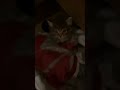 Twix are better than Snickers #babycat #Kitten #Cat