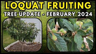Loquat Tree Update - Fruiting! (Oliver)