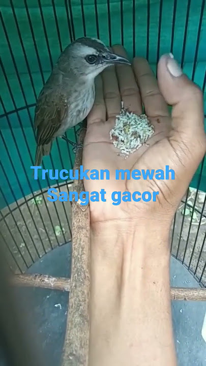 TRUCUKAN GACOR MEWAH