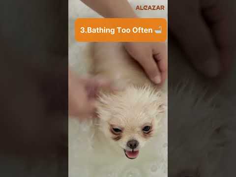 5 Mistakes to Avoid When Grooming Your Dog at Home 🚫🐕