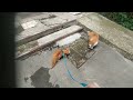 Meeting of a young ginger cat with a huge ginger Cat