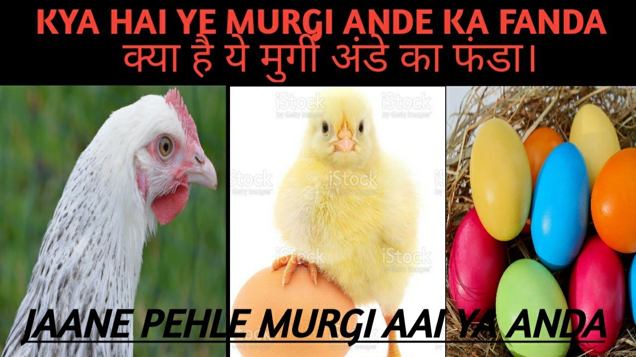 Pehle Murgi Aai Ya Anda.पहले मुर्गी आई या अंडा।2021fact 