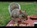 [FHD] Squirrel choking on a nut! 넛츠 먹다 체할뻔한 다람쥐!