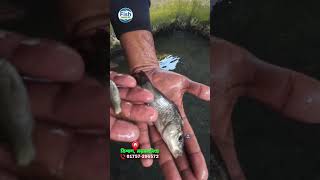কার্ফু মাছের পোনা 😊 #fishing  #trending  #bdfish #shorts