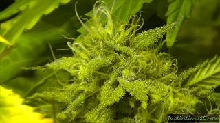 4-1-2013 1000w flower tent update(reupload)