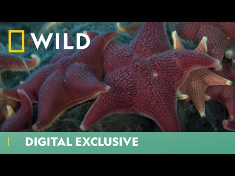 Are These Starfish As Harmless As They Seem? | Wild & Weird | National Geographic WILD UK