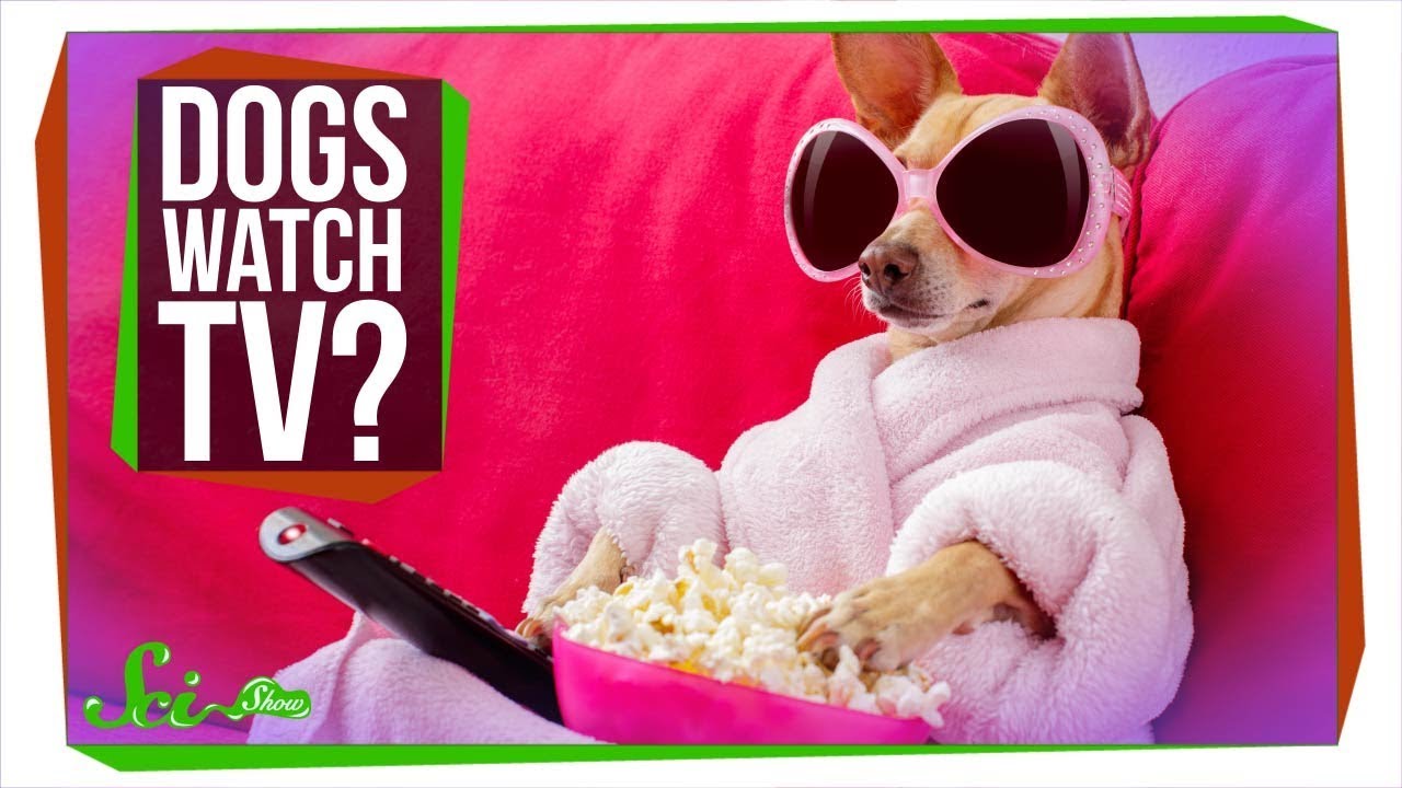 What Do Dogs See When They Watch Tv? - Youtube