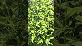 Life For Hip Hop Cheema Y Peach Best Grow Fruit 1Year Old