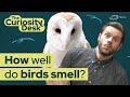 Do Birds Have A Sense Of Smell? | The Curiosity Desk