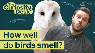 Do Birds Have A Sense Of Smell? | The Curiosity Desk