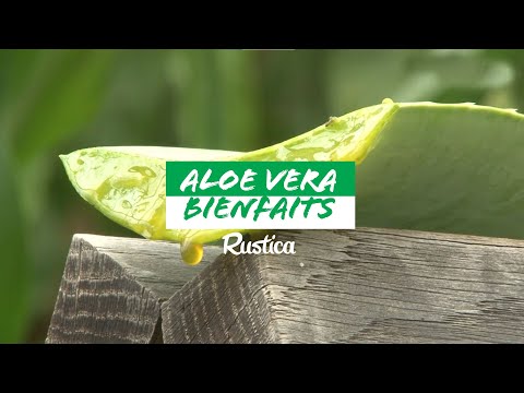 Vidéo: Aloe Vera Pour Le Psoriasis: Avantages, Utilisations Et Plus