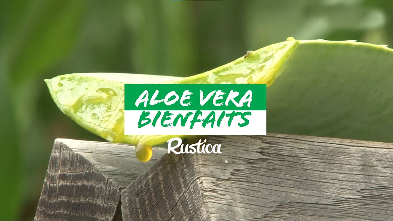 🌱 Les bienfaits de l’Aloe Vera : Une plante aux multiples vertus ! 🌿