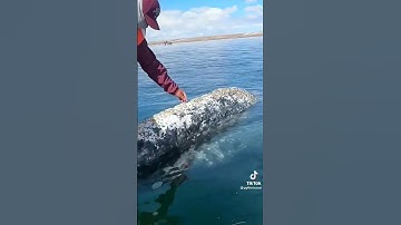 Cá voi bơi vào gần thuyền nhờ giúp đỡ vì bị Hà bám đầy thân