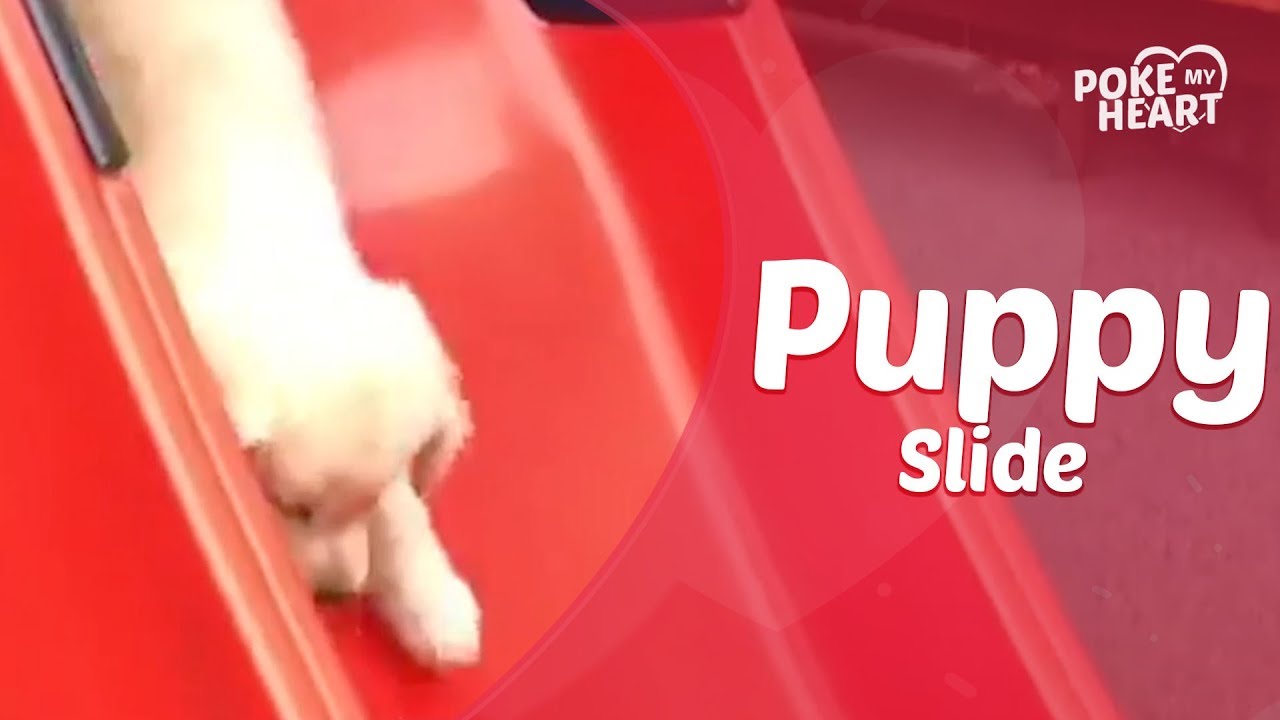sweet potato Puppy Plays On Slide