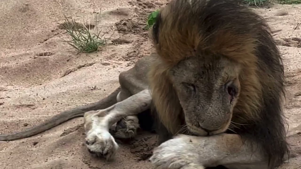 Farewell Hairybelly Matimba lion R.I.P