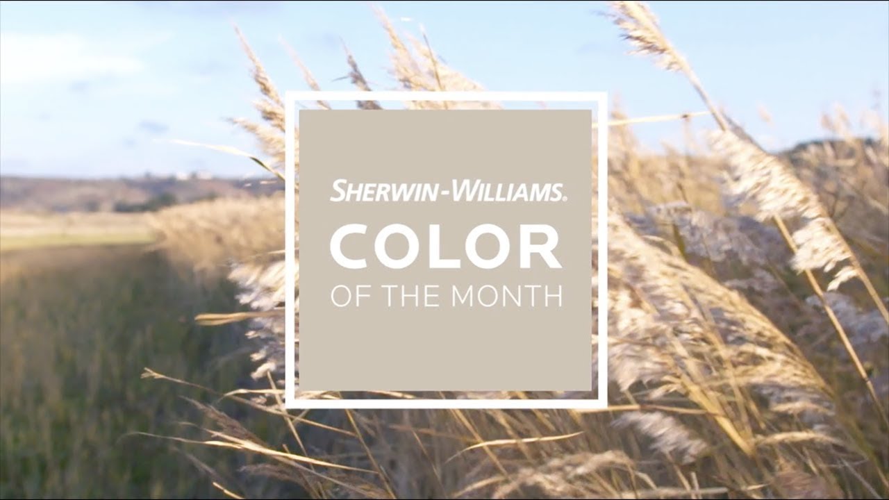 Color del Mes de Septiembre 2019: Shiitake SW 9173