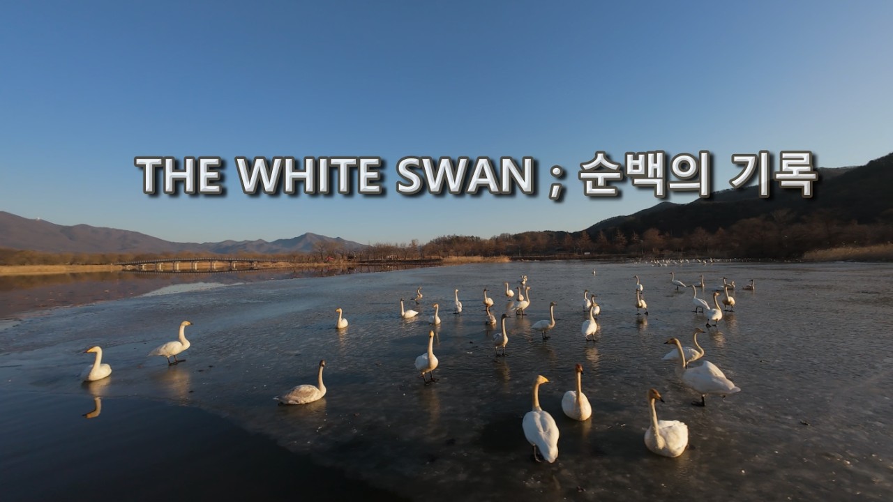 @자연: 2026년 2월, 고요한 호수에서 만난 백조의 시간 [4K]
