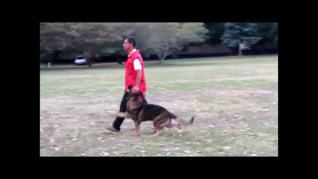 Hakker CWD - TREINO DO TOP 3 BRASIL 2015 puppy paradise