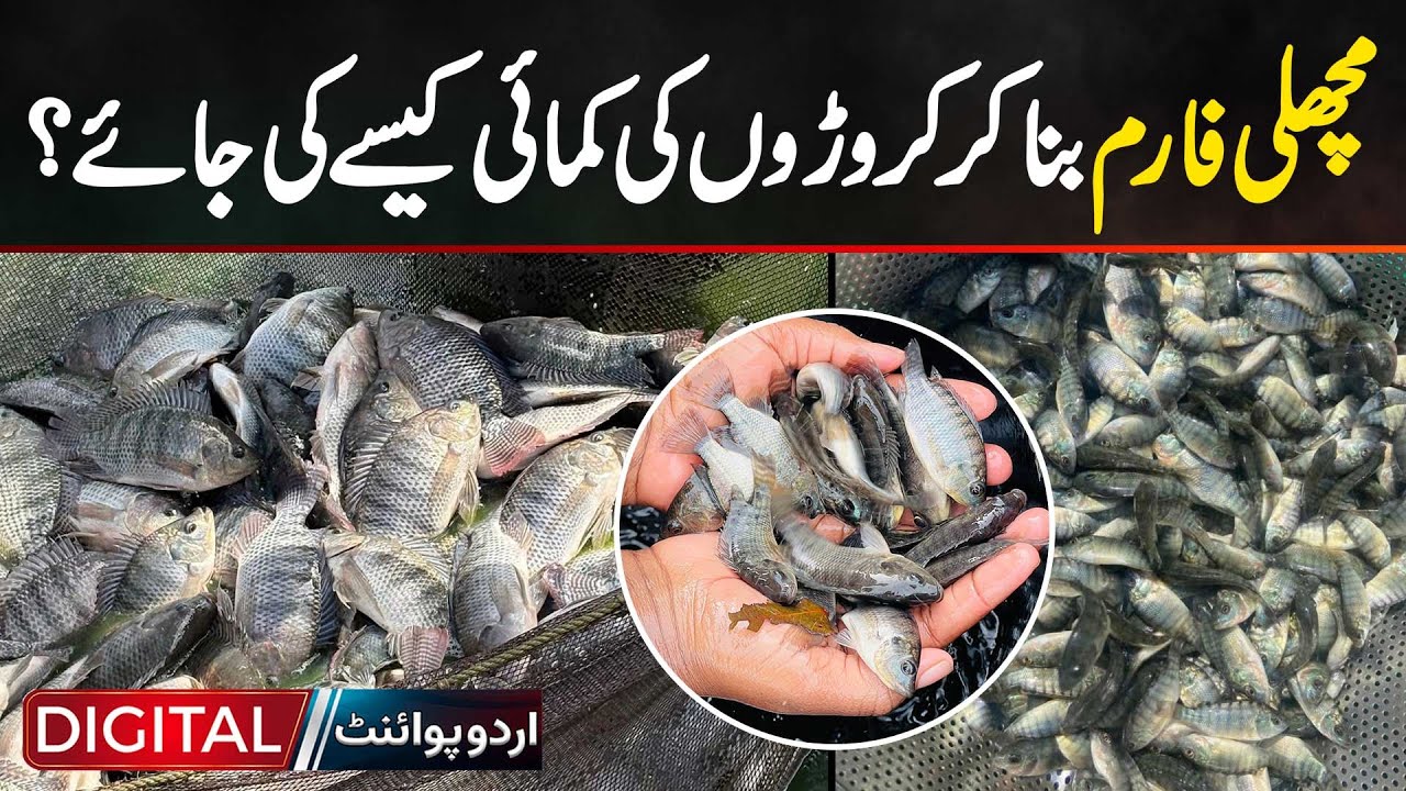 Fish Farming In Pakistan | How To Earn Millions From Fish Farming, Complete Fish Farm Business Guide