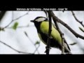 Kohlmeise mit Gesang - Great tit singing - Parus major (1080p HD)