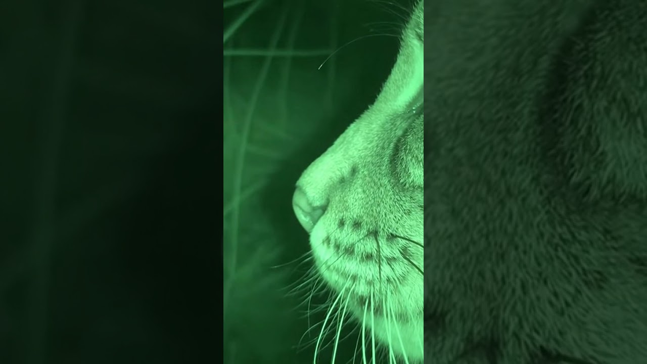 “Vigil in the Shadows”