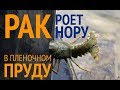 Шок! РАК Делает Дыры и Роет Нору в Пленочном Пруду?