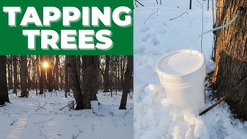 Tapping Maple Trees for Maple Syrup Season 2021 How to tap your Maple Tree for the best Syrup!