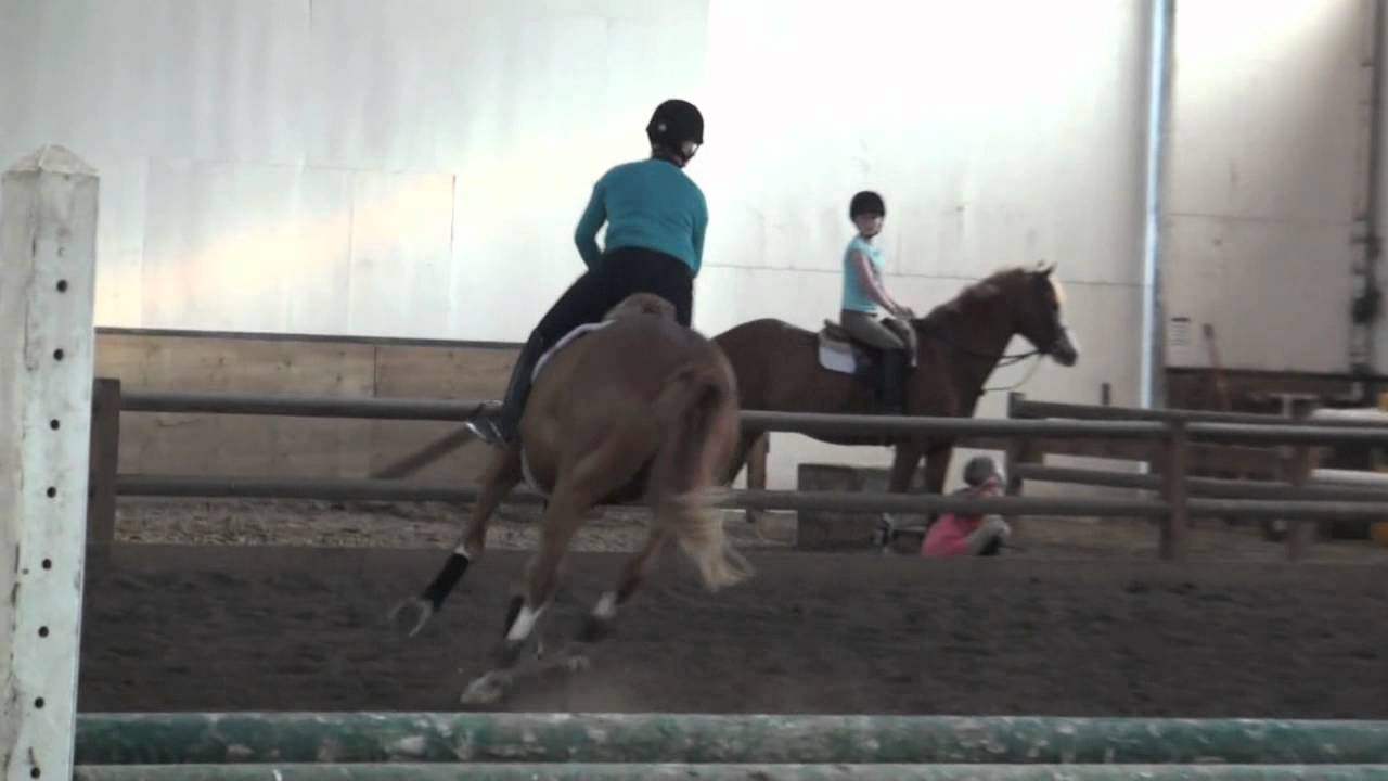 Orbit Hunter/Eq horse for sale YouTube