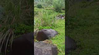 tetap semangatt berpetualang mecari konten apa ikan ya??😂 #ikan #sungai #petualangan