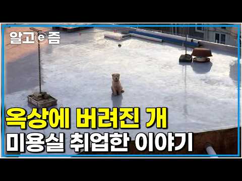 "천사들이 <strong>날</strong> 쳐다보고 있었어요" 눈이 오나 비가오나 옥상에 혼자 버려져 있던개를 데려와 밥주고 놀아주고 일자리까지 주면 벌어지는 <strong>일</strong>｜세상에나쁜개는없다｜알고e즘